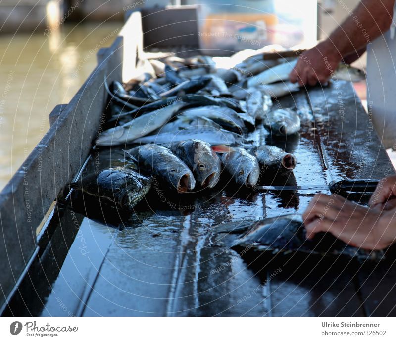 End of Day Lebensmittel Fisch Meeresfrüchte Angeln Ferien & Urlaub & Reisen Tourismus Hand Finger 2 Mensch Tier Frühling Küste Fischerdorf Wildtier Tiergruppe