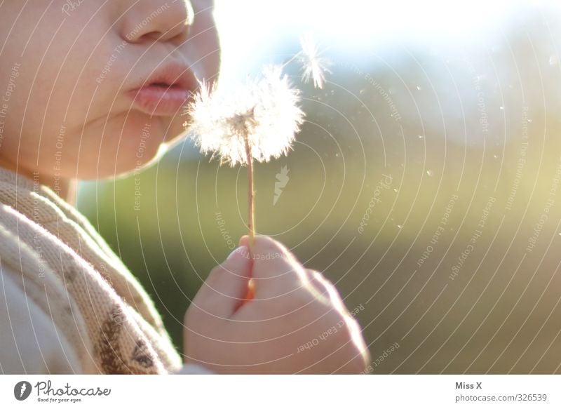 Pusten Kinderspiel Mensch Kleinkind Kindheit 1 1-3 Jahre 3-8 Jahre Sommer Blume niedlich Freude Löwenzahn blasen fliegen Luft Farbfoto Außenaufnahme Nahaufnahme