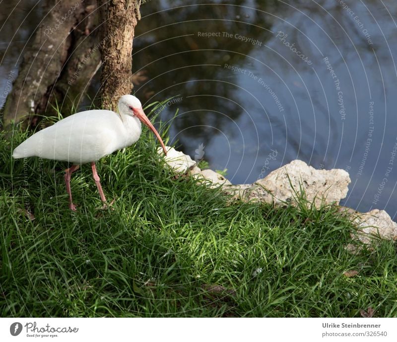 Weiß-heit III Landschaft Pflanze Tier Frühling Gras Park Wiese Küste Flussufer Wildtier Vogel Zoo Reiher 1 beobachten stehen warten natürlich Neugier