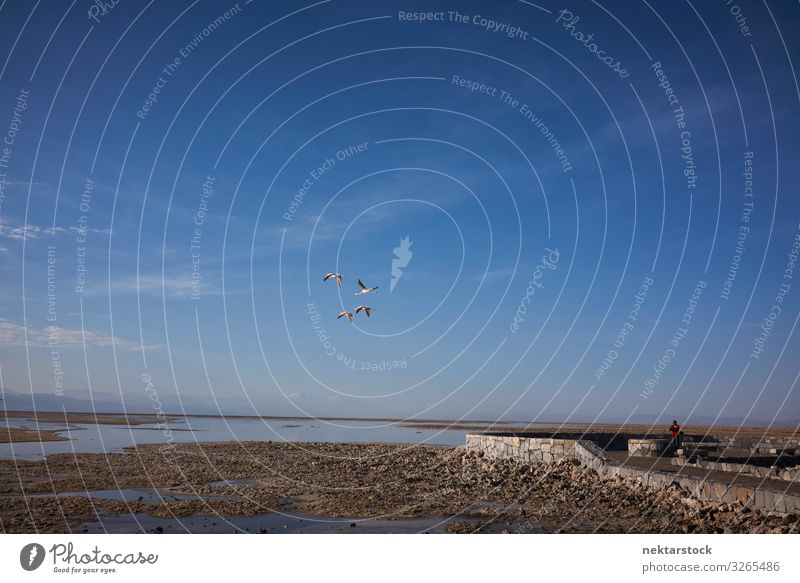 Flamingos überfliegen den Salar de Atacama Natur Landschaft Himmel Horizont Vogel Salzwüste Atacamawüste Geologie Versalzung Gelände Wasser Panorama