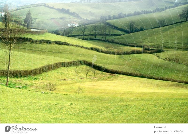 Nebelhafter Hügel grün Baum Feld Wiese Haus Grünen Gras Weidegras