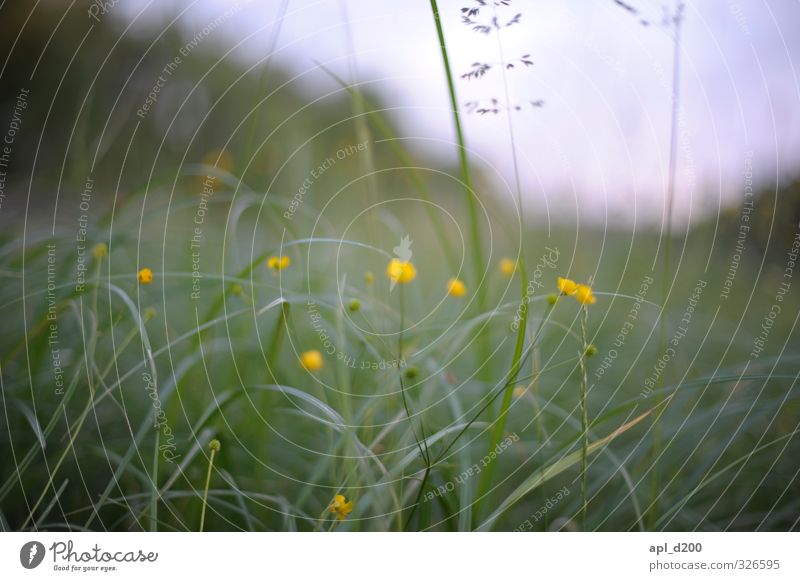 Wahrnehmung Ferien & Urlaub & Reisen Umwelt Natur Landschaft Pflanze Tier Blume Gras Sträucher stehen authentisch schön gelb grün Zufriedenheit ästhetisch