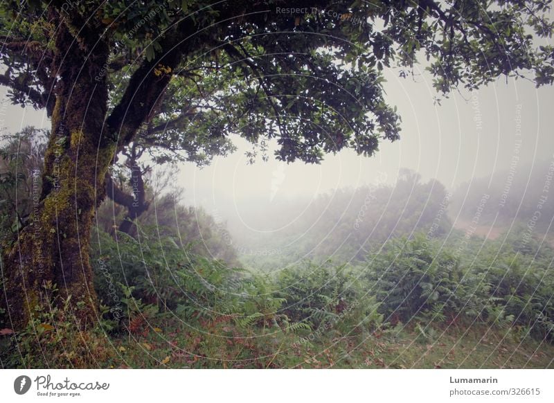 Lebensgeister Natur Landschaft Pflanze schlechtes Wetter Nebel Baum Farn kalt trist Stimmung Kraft trösten ruhig Traurigkeit Einsamkeit geheimnisvoll Hoffnung