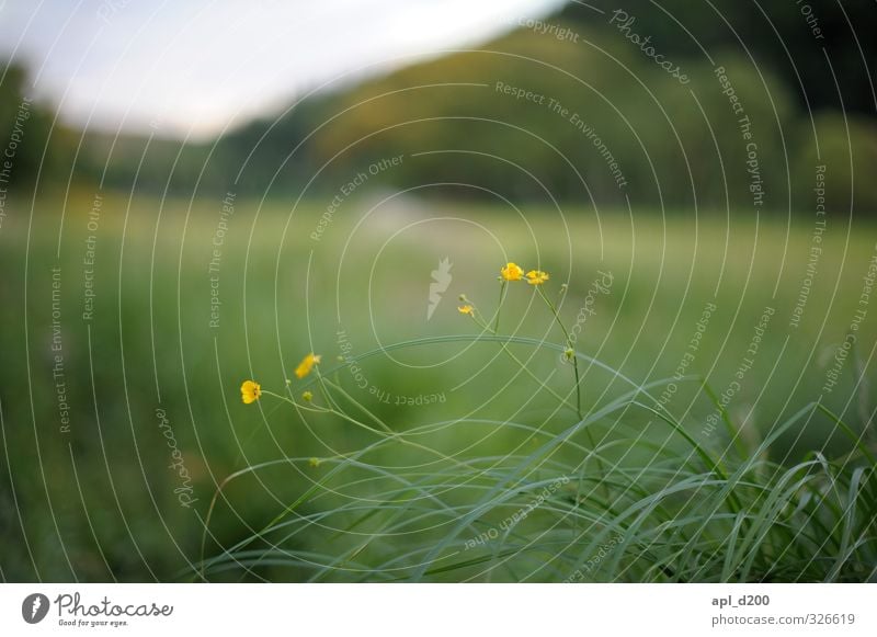 Farbtupfer Sommerurlaub Umwelt Natur Landschaft Pflanze Tier Himmel Blatt Blüte Wiese leuchten natürlich gelb grün Zufriedenheit Kraft ästhetisch