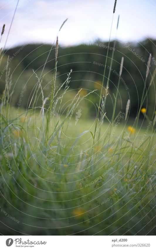 Durchblick Umwelt Natur Landschaft Pflanze Tier Blume Gras Sträucher stehen schön gelb grün Zufriedenheit Sumpf-Dotterblumen Grasland Farbfoto Außenaufnahme