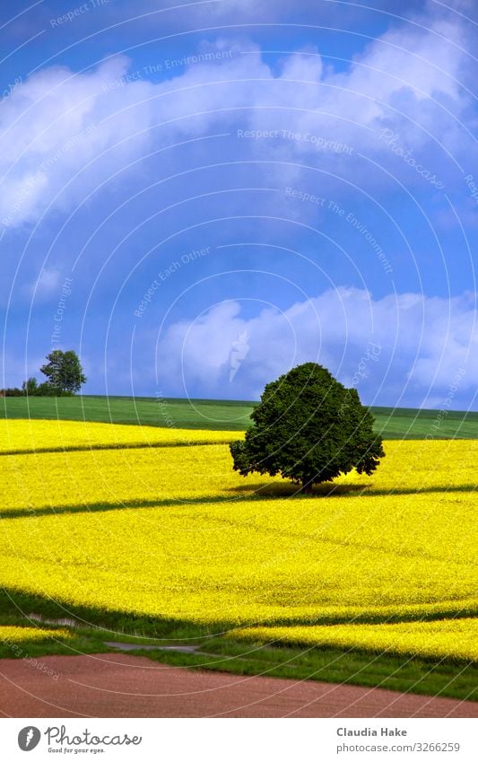 Baum im Rapsfeld Ferne Landwirtschaft Forstwirtschaft Natur Landschaft Pflanze Himmel Wolken Horizont Sonnenlicht Frühling Sommer Wetter Schönes Wetter Blüte