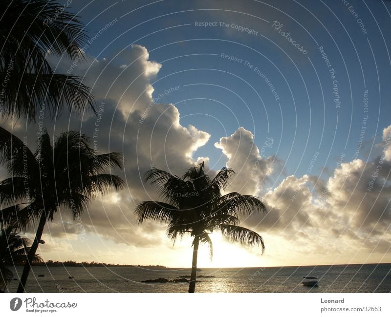 Sonnenuntergang Wolken Meer Strand Wasserfahrzeug Baum Horizont Himmel Silhouette