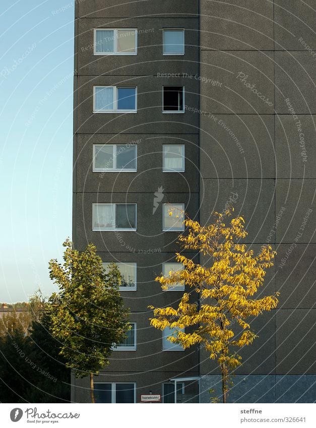 Juchei, der Herbst ist endlich da Wolkenloser Himmel Schönes Wetter Baum Chemnitz Stadt Hochhaus Mauer Wand Fassade Plattenbau Farbfoto