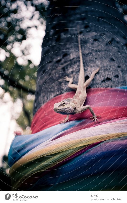 Reptil am Baum Natur Pflanze Tier Agamen 1 beobachten warten exotisch stachelig wild Tierliebe geduldig Tuch wickeln Wickeltuch Farbfoto Außenaufnahme