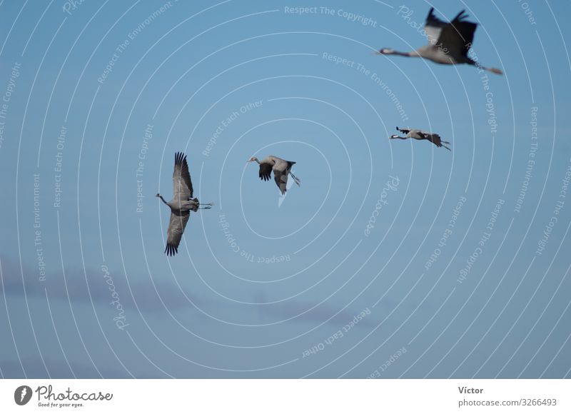 Kraniche (Grus grus) im Flug. Naturschutzgebiet der Lagune von Gallocanta. Aragonien. Spanien. Tier Vogel fliegen natürlich wild Tiere aragonisch gängige Kräne