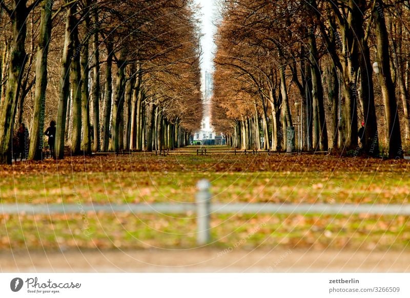 Großer Tiergarten Allee Schloss Bellevue Berlin Charlottenburg Herbstfärbung Herbstwald Park Präsident Regierung Regierungssitz Regierungspalast Wald