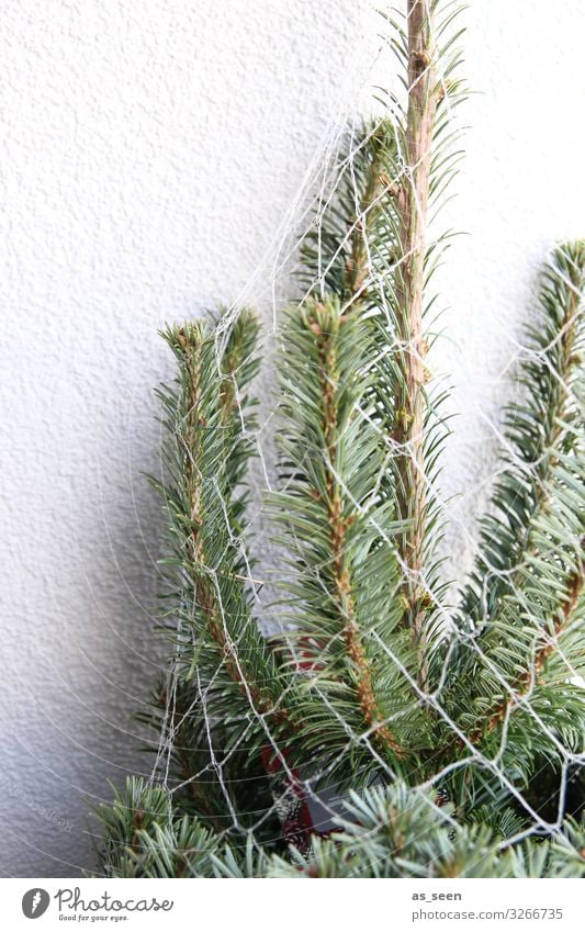 Oh Tannenbaum Weihnachten & Advent Umwelt Natur Winter Pflanze Baum Fichte Tannenzweig Tannennadel Zeichen Weihnachtsbaum stehen warten authentisch frisch