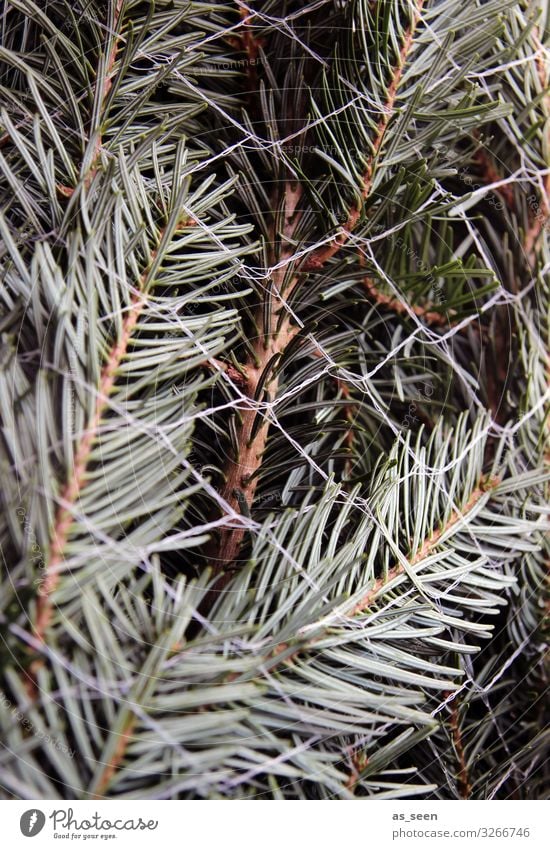 Nadeln im Netz Weihnachten & Advent Silvester u. Neujahr Natur Pflanze Baum Tanne Fichte Tannenzweig Tannennadel Zeichen Weihnachtsbaum Duft authentisch frisch