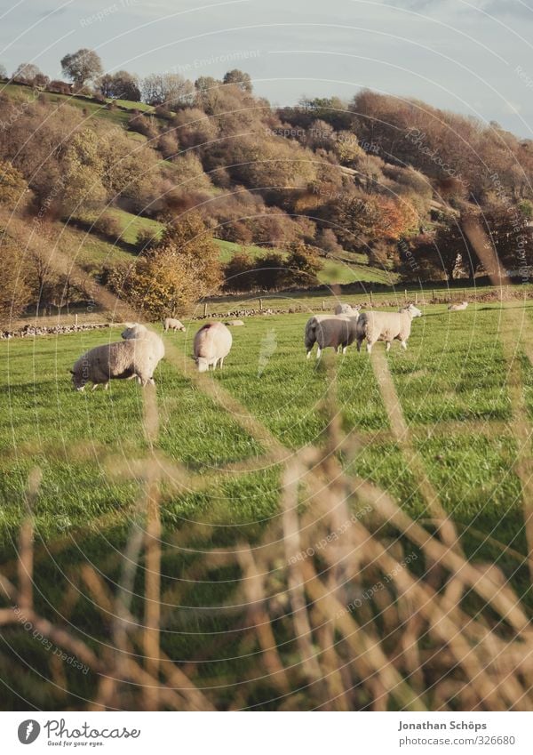 britische Landschaft II Umwelt Natur Herbst Schönes Wetter Gras Grünpflanze ästhetisch Baum des Lebens Mitte Berghang Menschenleer England Englisch