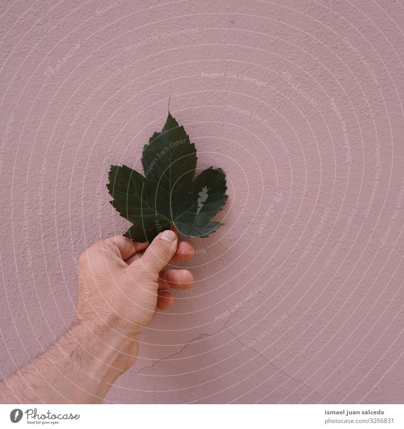 Hand mit grünem Blatt an der rosa Wand Finger Körperteil Halt Gefühle berühren Natur frisch Sonnenlicht hell Außenaufnahme schön zerbrechlich Hintergrundbild