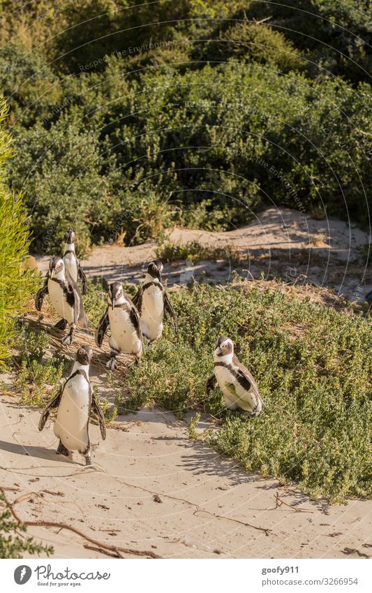 Los geht's..... Ferien & Urlaub & Reisen Tourismus Ausflug Abenteuer Ferne Freiheit Safari Expedition Umwelt Natur Landschaft Urelemente Sand Sonnenlicht Gras