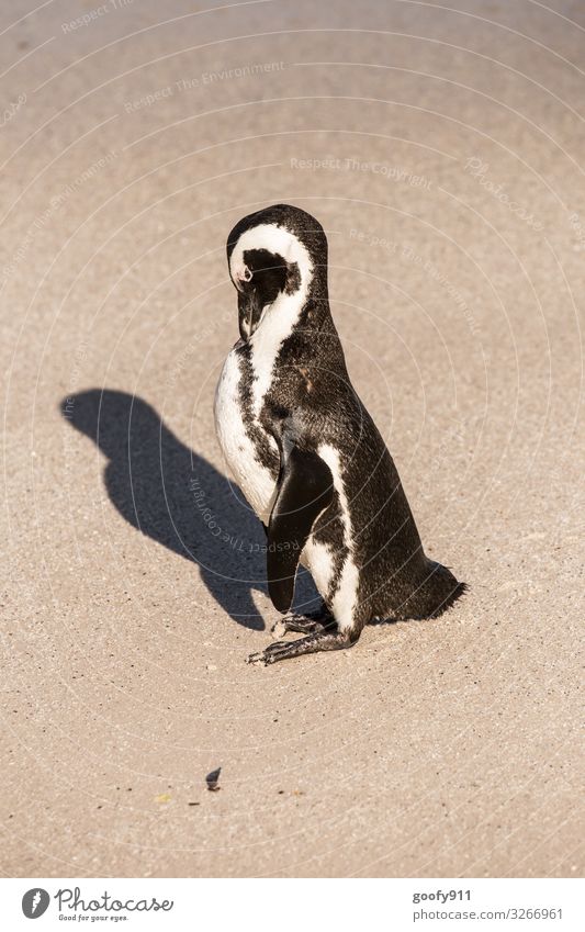 Schon wieder Montag Ferien & Urlaub & Reisen Ausflug Abenteuer Ferne Freiheit Safari Expedition Strand Meer Umwelt Natur Sand Küste Tier Wildtier Vogel