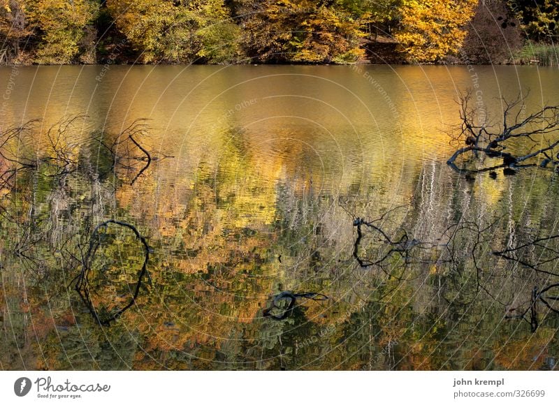 Das Boot des Versprechens Umwelt Landschaft Wasser Schönes Wetter Baum Wald Küste Seeufer dehydrieren Freundlichkeit Kitsch nass braun gelb grün Lebensfreude