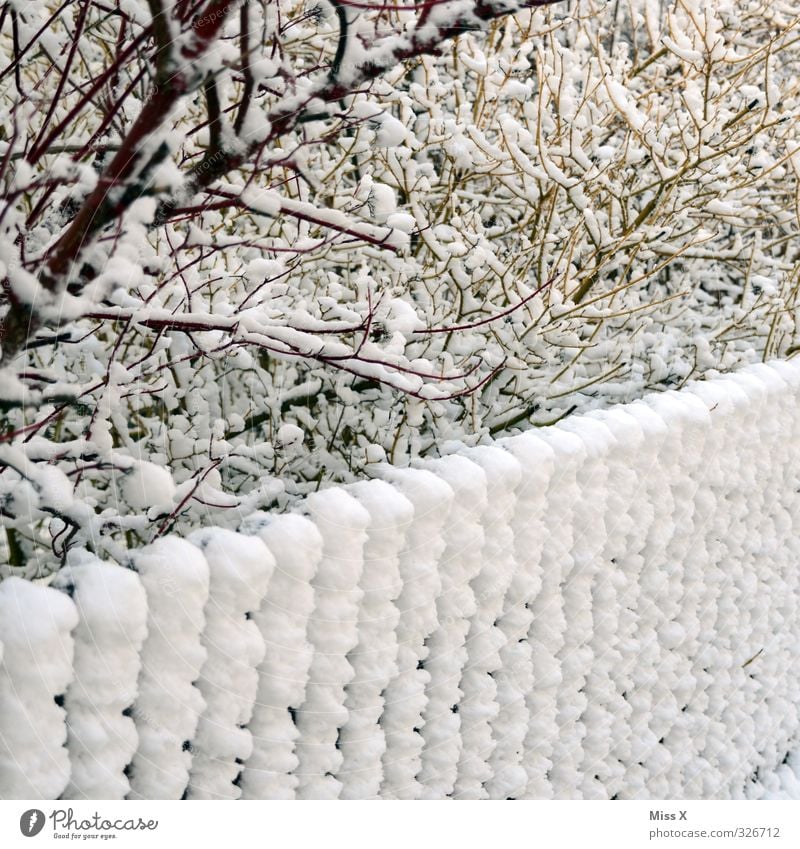 Wintertag Schnee Winterurlaub Eis Frost Schneefall Sträucher Garten kalt Zaun Schneedecke Winterstimmung Ast Zweig Farbfoto Gedeckte Farben Außenaufnahme Muster