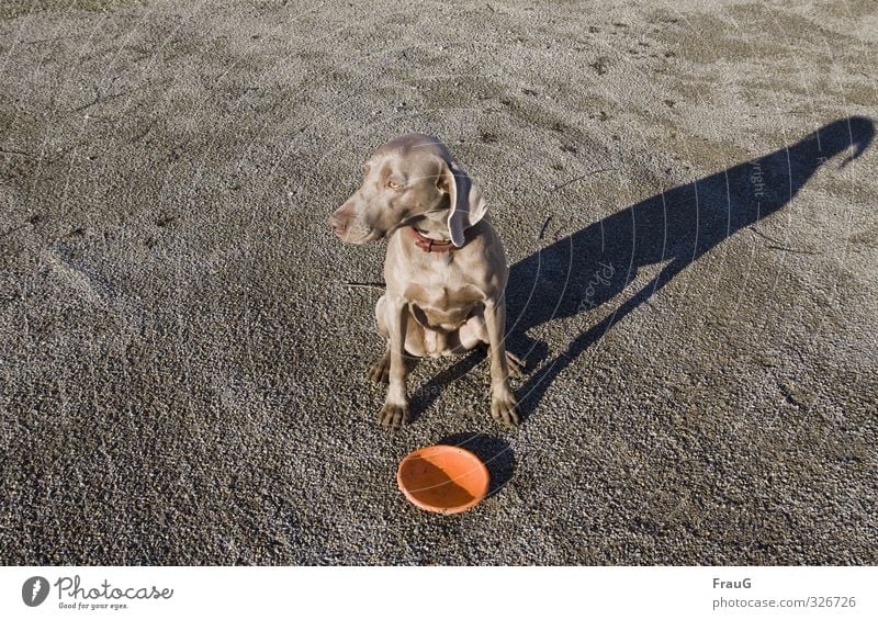 langer Schatten Tier Haustier Hund Jagdhund 1 Diskus Blick sitzen warten braun Wachsamkeit geduldig elegant Erwartung Weimaraner Abenddämmerung Fell glänzend