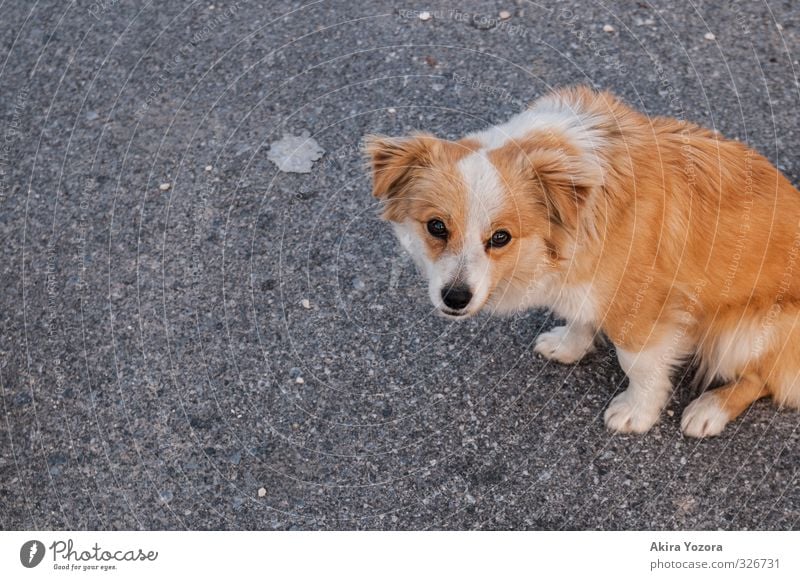 Wau? Tier Haustier Hund 1 Tierjunges beobachten Blick sitzen Traurigkeit frei kuschlig Neugier niedlich orange schwarz weiß Schutz Einsamkeit Fürsorge Hoffnung