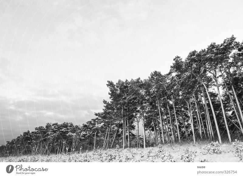 Schwarzweißgrau | am Waldrand Umwelt Natur Urelemente Himmel Winter Schnee Baum Küste ästhetisch kalt Gefühle ruhig Traurigkeit Trauer Tod Einsamkeit nachhaltig