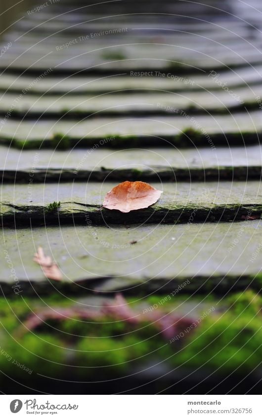 Baumaterial | Schiefer Umwelt Natur Pflanze Herbst Moos Blatt Wildpflanze Dach Stein Holz alt dünn einfach kalt nass natürlich trist braun schwarz Farbfoto