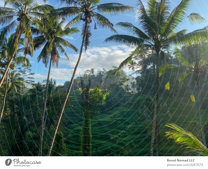 Tegallalang Reisterrasse exotisch schön Ferien & Urlaub & Reisen Kultur Umwelt Natur Landschaft Erde Himmel Schönes Wetter Wärme Gras Blatt Grünpflanze