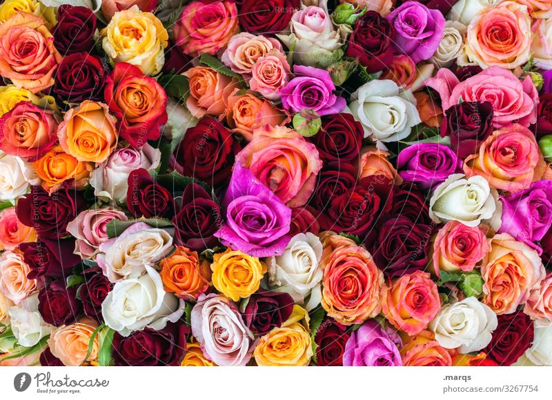 Mit besten Wünschen Feste & Feiern Valentinstag Muttertag Hochzeit Geburtstag Rose Blühend viele gelb orange rosa rot weiß Gefühle Frühlingsgefühle Liebe