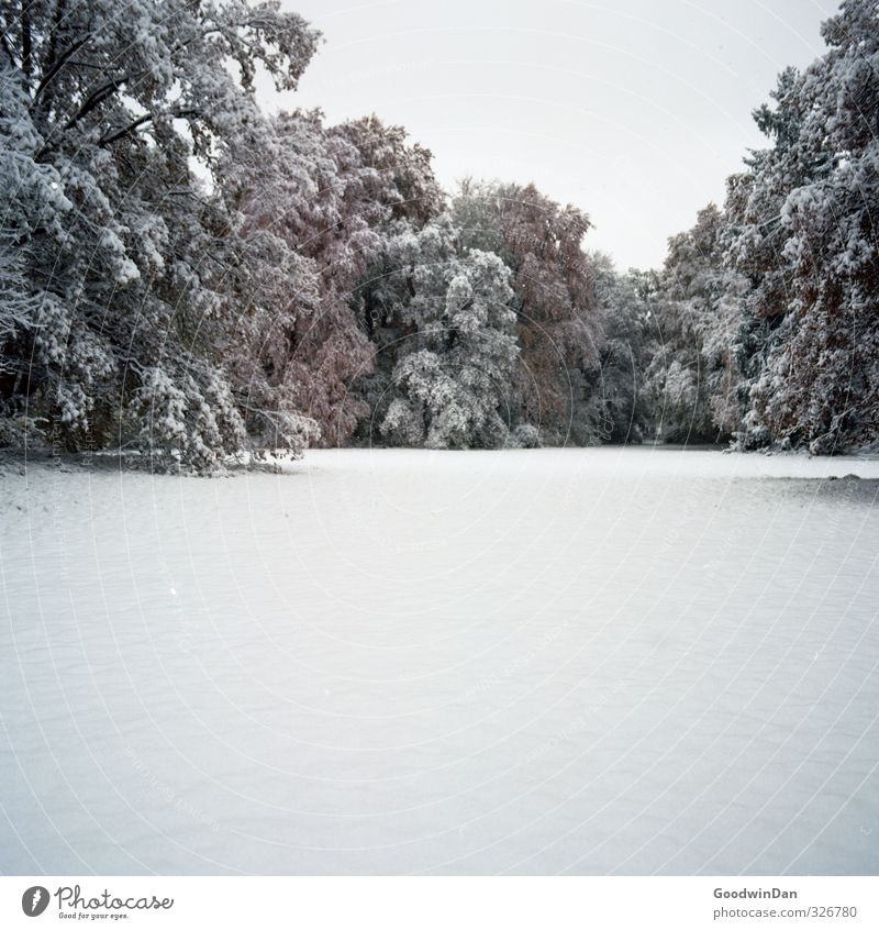 Knöcheltief. Umwelt Natur Winter Klima Wetter Schönes Wetter Schnee Pflanze Baum Park Wiese einfach fantastisch frisch groß kalt nass rot weiß Stimmung Farbfoto