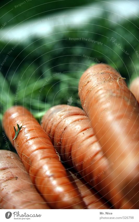 happy birthday fottokäääs Lebensmittel Gemüse Ernährung Bioprodukte Diät Möhre Gesundheit Vegetarische Ernährung frisch lecker orange Zutaten Ernte knackig