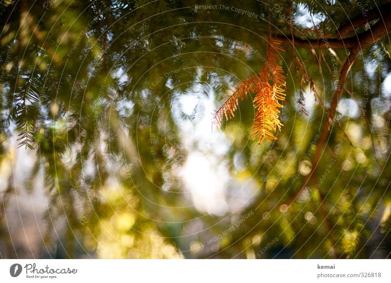 der etwas andere herbstlaubzweig Umwelt Natur Pflanze Sonne Sonnenlicht Herbst Baum Grünpflanze Nadelbaum Tannennadel Eibe hängen leuchten Wachstum Wärme grün