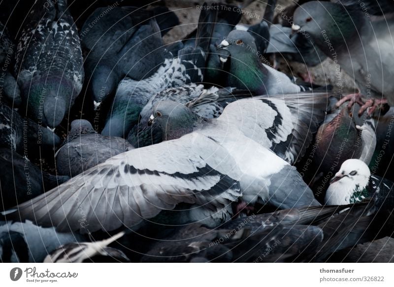 Schwarm Tier Stadt Straße Wildtier Taube Tiergruppe fliegen Fressen füttern krabbeln Ekel trashig grau gefräßig Konkurrenz Natur Konflikt & Streit