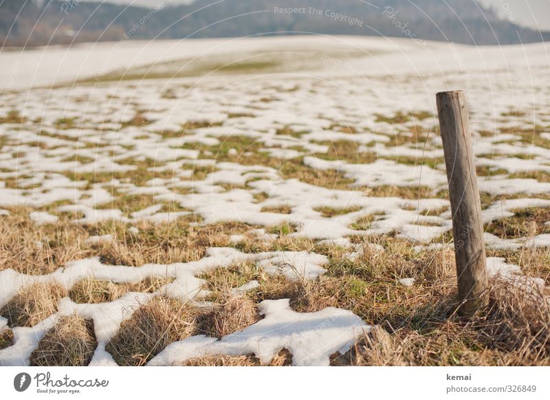 Tauwetter Umwelt Natur Landschaft Frühling Winter Schönes Wetter Eis Frost Schnee Pflanze Gras Grünpflanze Wiese Feld Pfosten Holz braun grün einzeln tauen