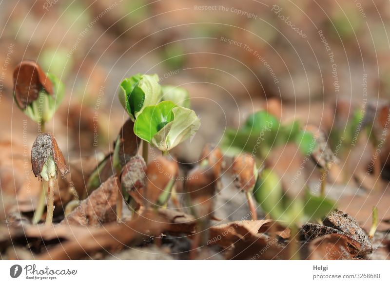 viele junge Pflänzchen von Buchen am Waldboden Umwelt Natur Pflanze Frühling Wildpflanze Samen Jungpflanze Blatt stehen Wachstum authentisch frisch klein