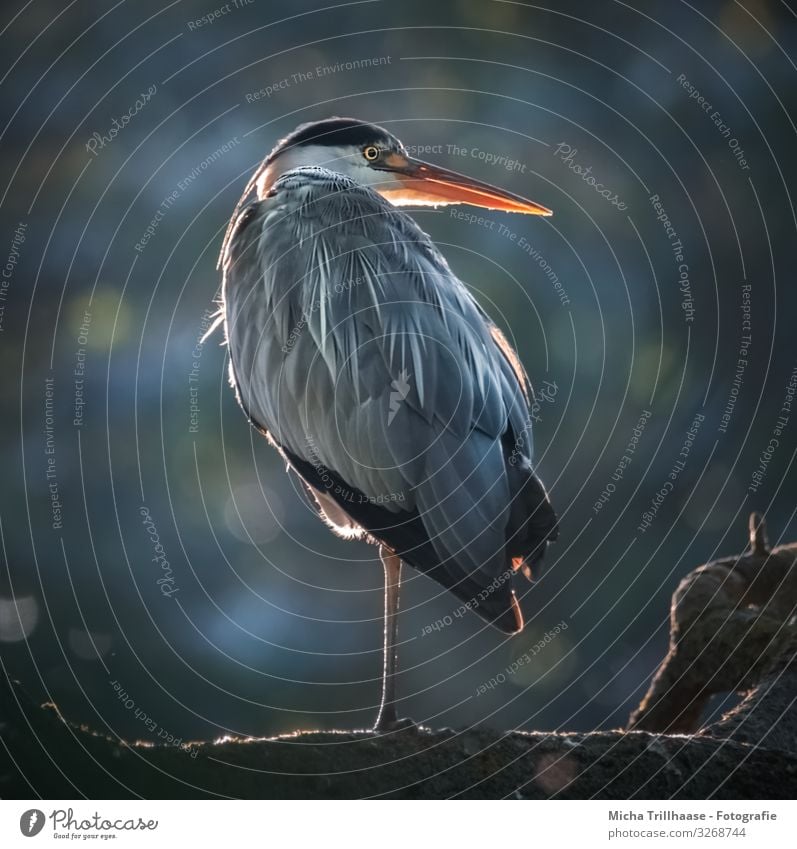 Reiher im Gegenlicht Natur Tier Sonnenlicht Schönes Wetter Baum Seeufer Wildtier Vogel Tiergesicht Flügel Krallen Graureiher Kopf Schnabel Auge Feder gefiedert