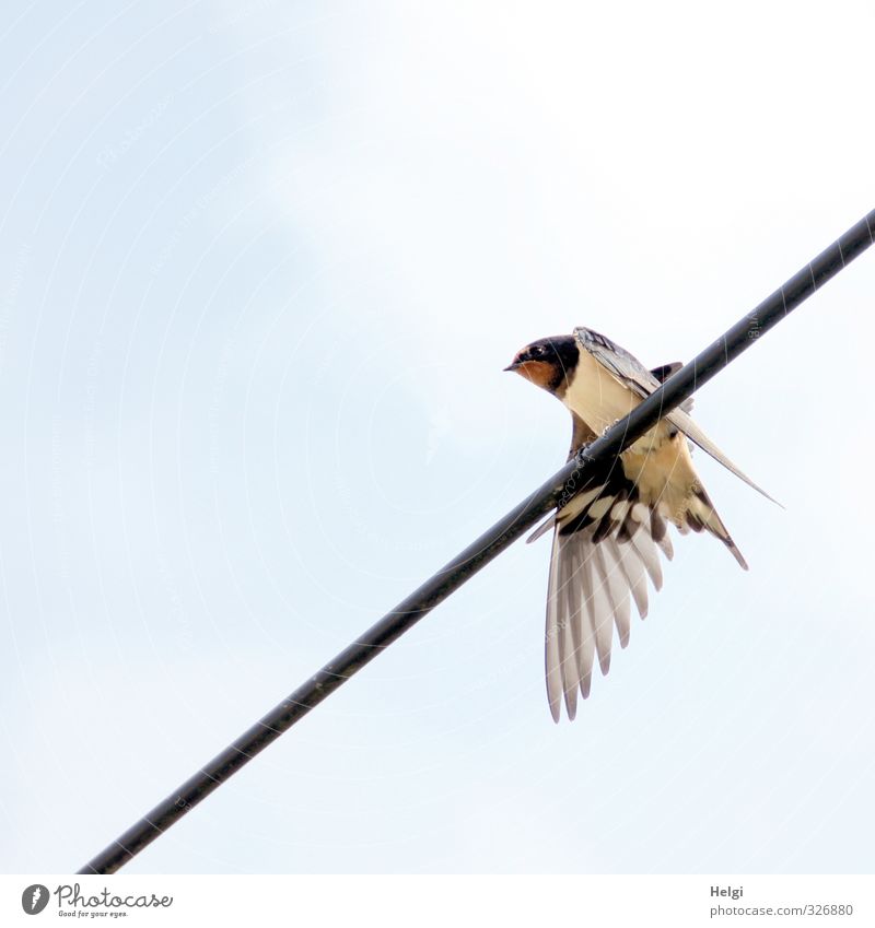 eine Schwalbe... Himmel Wolken Frühling Schönes Wetter Tier Wildtier Vogel Schwalben 1 beobachten Blick warten ästhetisch authentisch einfach klein natürlich