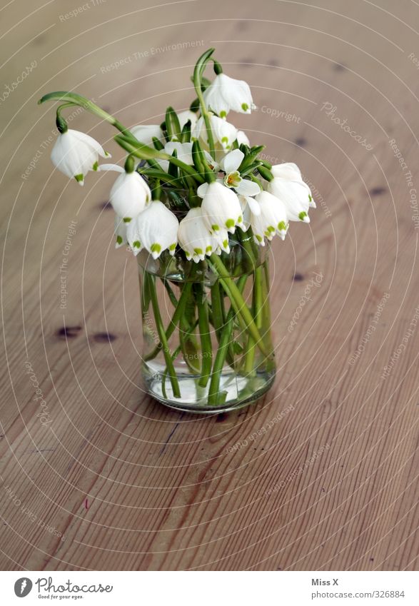 Märzenbecher Dekoration & Verzierung Frühling Blume Blüte Blühend Duft Frühblüher Frühlingsblume Schneeglöckchen Blumenvase Blumenstrauß Tisch Farbfoto