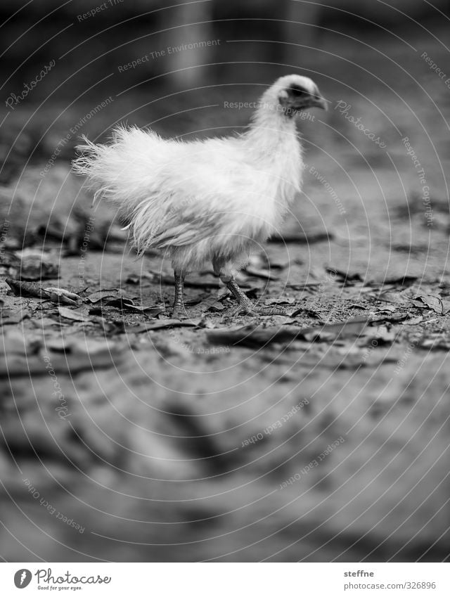 Weihnachtsgans Auguste, Angkor Style Tier Nutztier Haushuhn 1 ästhetisch Feder Hühnerbeine zerrupft Federvieh bio-huhn Schwarzweißfoto Textfreiraum unten