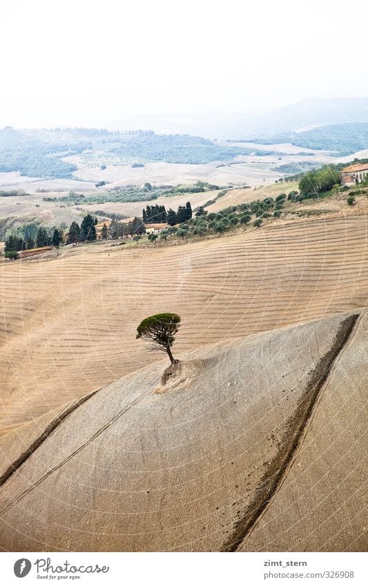 tuscany tree Natur Landschaft Erde Herbst Baum Feld Italien Toskana ästhetisch Unendlichkeit nachhaltig natürlich trocken braun grün Zufriedenheit achtsam ruhig