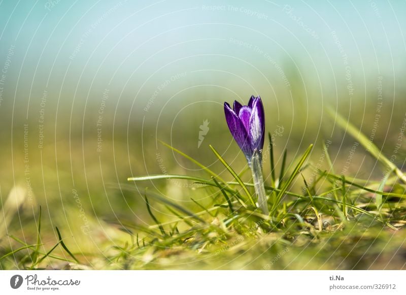 alles muss raus Pflanze Tier Frühling Schönes Wetter Blatt Blüte Krokusse Garten Park Blühend Duft verblüht Wachstum elegant frisch Gesundheit schön natürlich