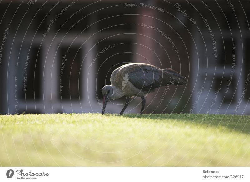 Hagedasch Ferien & Urlaub & Reisen Umwelt Natur Schönes Wetter Gras Garten Park Wiese Tier Wildtier Vogel Tiergesicht Flügel Sichler 1 Fressen füttern Suche