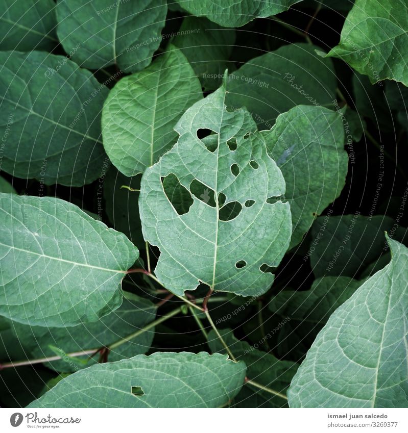 grüne Pflanzenblätter in der Natur strukturiert, grüner Hintergrund Blatt Garten geblümt natürlich Dekoration & Verzierung abstrakt Konsistenz frisch