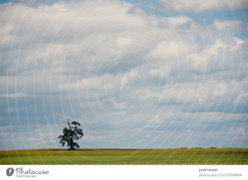 weitsichtig und allein auf weiter Flur Landschaft Luft Himmel Wolken Sommer Klimawandel Feld Müritz authentisch Einsamkeit Freiheit Ferne einzeln