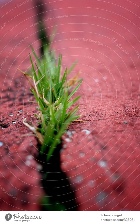 Punk is not dead Sportstätten Natur Pflanze Gras Grünpflanze Wildpflanze Oase Wachstum authentisch einfach Erfolg frei positiv rebellisch grün rot Tugend