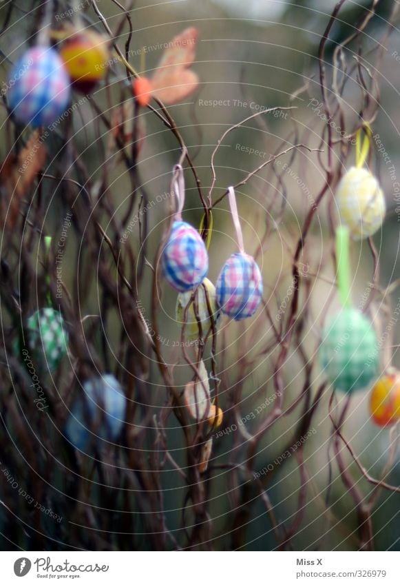 Ostern* Dekoration & Verzierung Frühling Sträucher hängen mehrfarbig Osterei Ast Zweige u. Äste verschönern Farbfoto Außenaufnahme Nahaufnahme Menschenleer