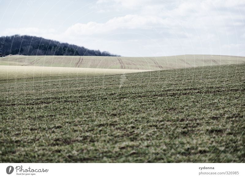 Sanfte Wogen Ferne Freiheit Landwirtschaft Forstwirtschaft Umwelt Natur Landschaft Himmel Frühling Schönes Wetter Gras Wiese Feld Wald Hügel Beginn ästhetisch