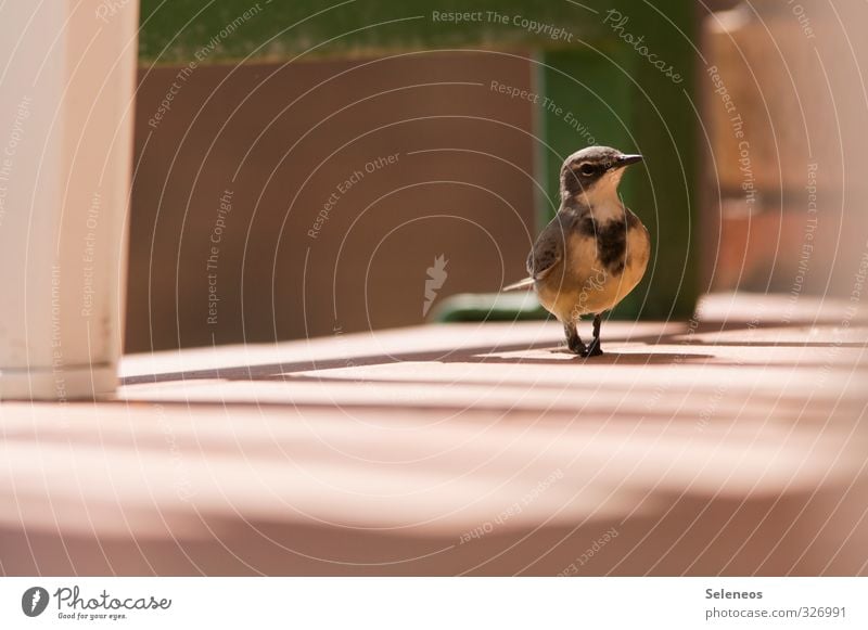 Schnorrer Umwelt Balkon Tier Wildtier Vogel Tiergesicht 1 frech klein Boden stolzieren Farbfoto Außenaufnahme Menschenleer Textfreiraum links Tag Licht Schatten