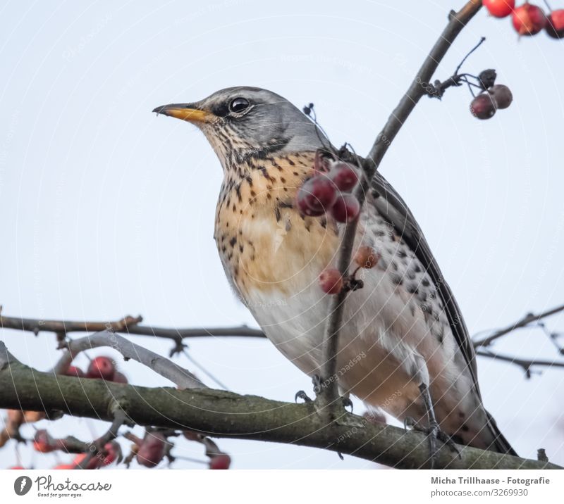 Drossel im Baum Natur Tier Himmel Sonne Sonnenlicht Schönes Wetter Beeren Wildtier Vogel Tiergesicht Flügel Krallen Wacholderdrossel Schnabel Auge Feder