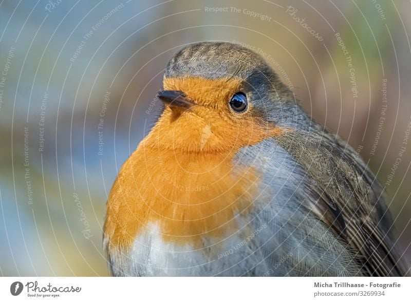 Rotkehlchen Portrait Natur Tier Sonne Sonnenlicht Schönes Wetter Wildtier Vogel Tiergesicht Flügel Kopf Schnabel Auge Feder gefiedert 1 beobachten glänzend